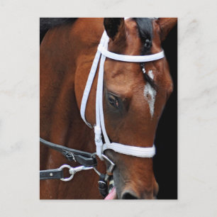 Carte Postale Queen de Kitten par Kitten's Joy