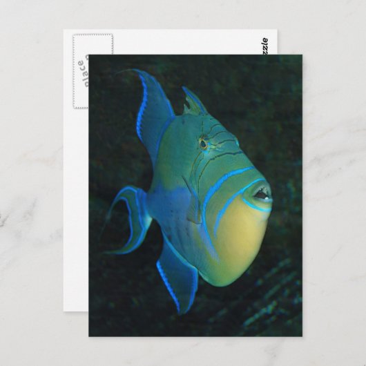 Carte postale Queen Triggerfish (Devant / Derrière)