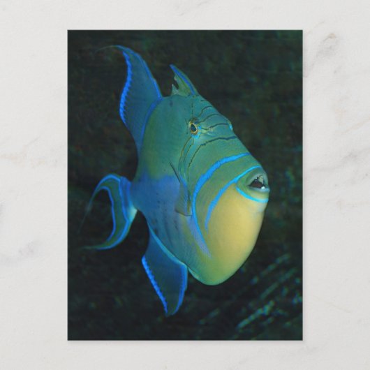 Carte postale Queen Triggerfish (Devant)