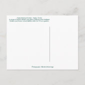 Carte Postale Queen's Wreath Naples Jardin botanique, Floride (Dos)