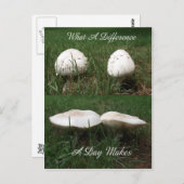 Carte Postale Quelle différence par jour fait (Devant / Derrière)