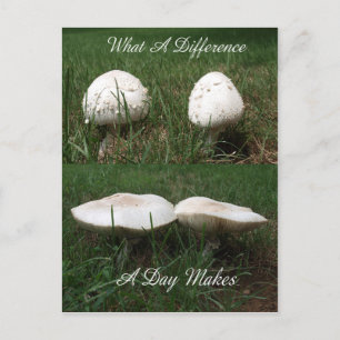 Carte Postale Quelle différence par jour fait