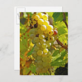 Carte Postale Quelques Chasselas dans la vigne, plantés de long (Devant / Derrière)