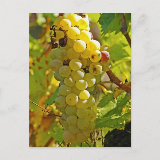 Carte Postale Quelques Chasselas dans la vigne, plantés de long (Devant)