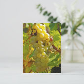 Carte Postale Quelques Chasselas dans la vigne, plantés de long (Debout devant)