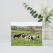 Carte Postale Quelques chevaux (Debout devant)