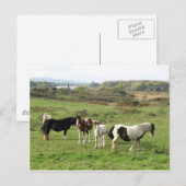 Carte Postale Quelques chevaux (Devant / Derrière)