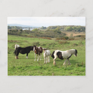 Carte Postale Quelques chevaux