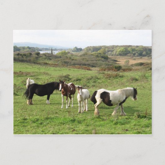Carte Postale Quelques chevaux (Devant)