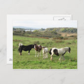 Carte Postale Quelques chevaux (Devant / Derrière)