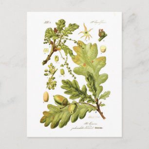 Carte Postale Quercus pedunculata (chêne anglais)