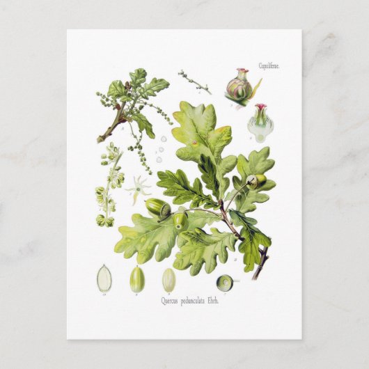 Carte Postale Quercus pedunculata : syn.Q robur. (Chêne anglais) (Devant)