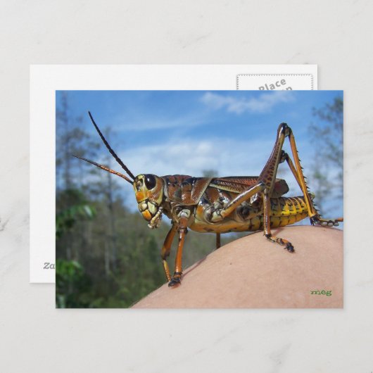 Carte Postale Qu'est-ce que Hoppin ? (Devant / Derrière)