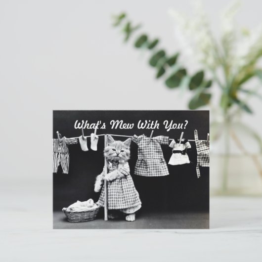 Carte Postale Qu'est-ce que Mew Kitten (Debout devant)