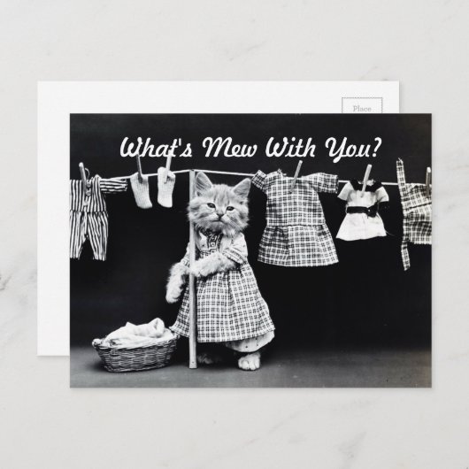 Carte Postale Qu'est-ce que Mew Kitten (Devant / Derrière)