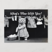 Carte Postale Qu'est-ce que Mew Kitten (Devant)