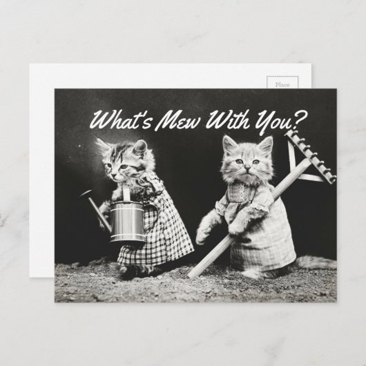 Carte Postale Qu'est-ce que Mew Kittens (Devant / Derrière)