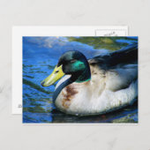 Carte Postale Qu'est-ce que Quackin ? (Devant / Derrière)