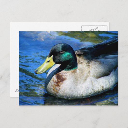Carte Postale Qu'est-ce que Quackin ? (Devant / Derrière)
