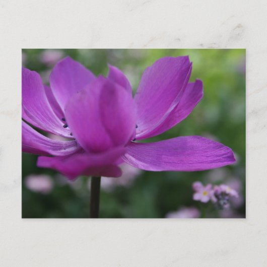 Carte Postale Qu'est-ce que tu caches ? (Devant)