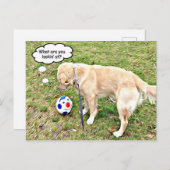 Carte Postale Qu'est-ce que tu regardes au visage d'or ? (Devant / Derrière)