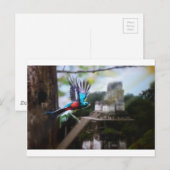 Carte Postale Quetzel à Tikal (Devant / Derrière)