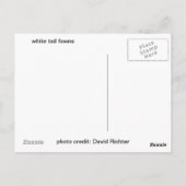 Carte Postale Queue blanche ouverte (Dos)