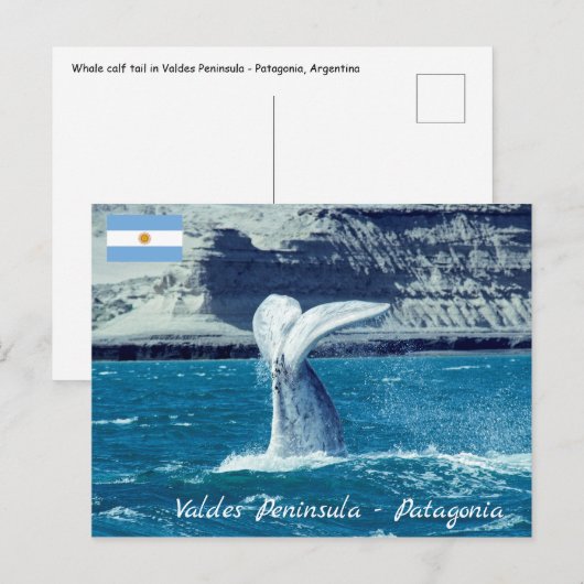 Carte Postale Queue de baleineau - Argentine (Devant / Derrière)