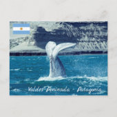 Carte Postale Queue de baleineau - Argentine (Devant)