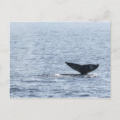 Carte Postale Queue de baleines grises (Devant)