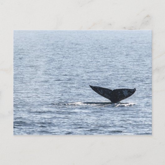 Carte Postale Queue de baleines grises (Devant)