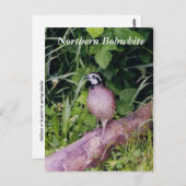 Carte Postale Queue de Bobwhite (Devant / Derrière)