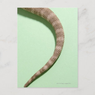 Carte Postale Queue de dragon barbu