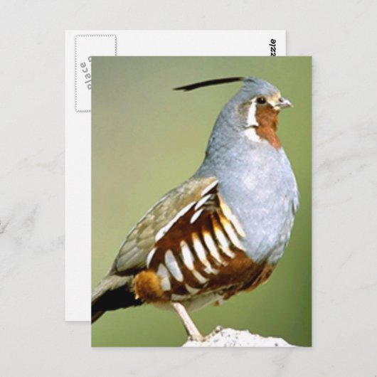 Carte Postale Queue de montagne (Devant / Derrière)