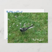 Carte Postale Queue de tuyau (Devant / Derrière)