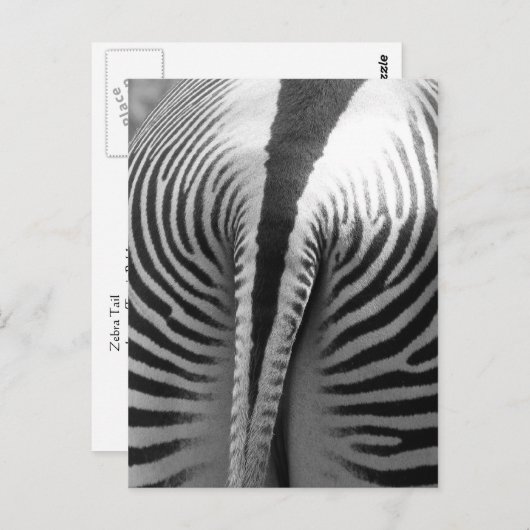 Carte Postale Queue de Zebra (Devant / Derrière)
