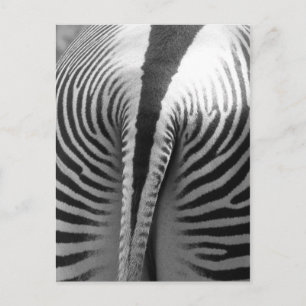 Carte Postale Queue de Zebra