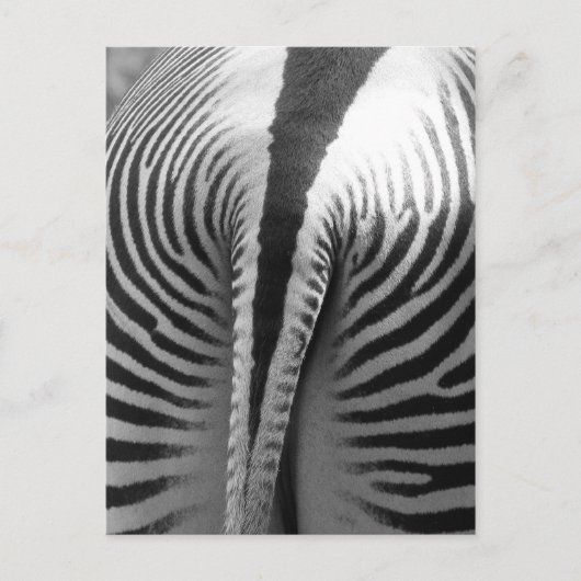 Carte Postale Queue de Zebra (Devant)