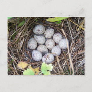 Carte Postale Queue Nest