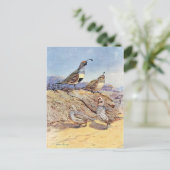 Carte Postale Queues d'Allan Brooks (Debout devant)