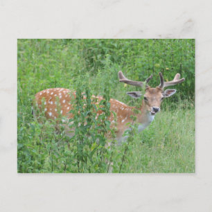 Carte Postale Qui a dit que tu pouvais faire ça ?