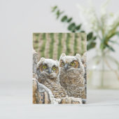 Carte Postale Qui est là ? Paire de Owl's (Debout devant)