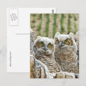 Carte Postale Qui est là ? Paire de Owl's (Devant / Derrière)