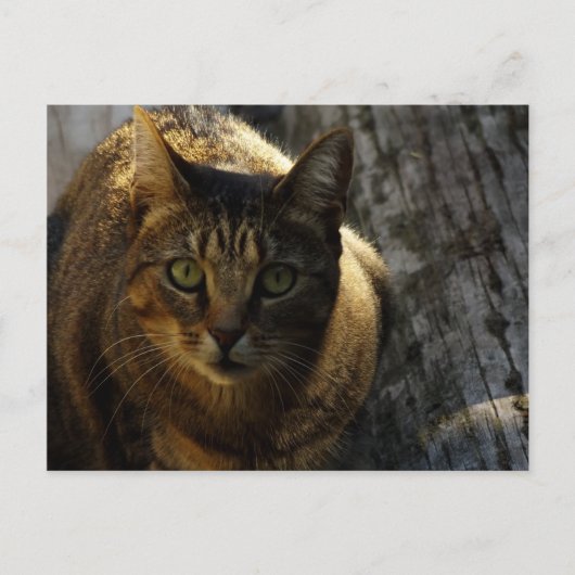 Carte Postale Qui Moi ? (Devant)