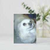 Carte Postale Qui Moi ? Chiot Poméranien (Debout devant)