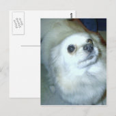 Carte Postale Qui Moi ? Chiot Poméranien (Devant / Derrière)