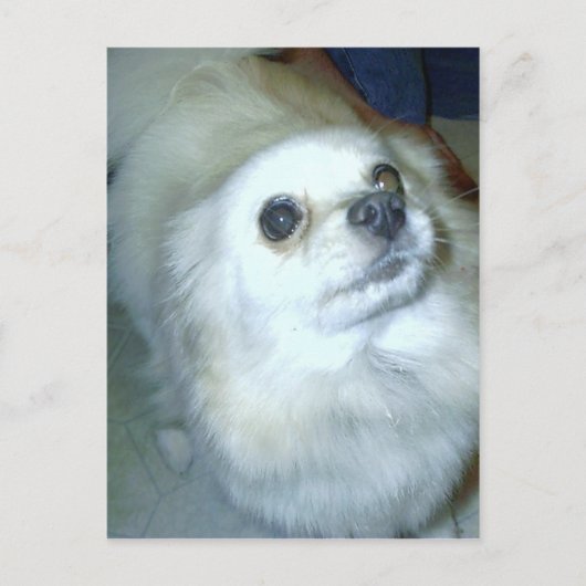 Carte Postale Qui Moi ? Chiot Poméranien (Devant)