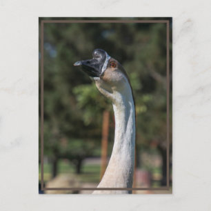 Carte Postale Qui veut savoir qui !