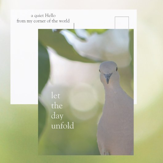 Carte Postale Quiet Bird Moment – Let the Day Unfold Dove