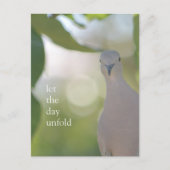 Carte Postale Quiet Bird Moment – Let the Day Unfold Dove (Devant)